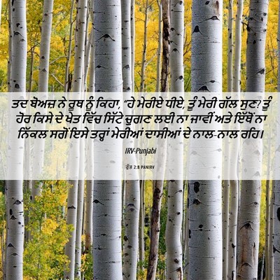 Picture 06 - ਰੁੱਤ 2:8 PANIRV - ਤਦ ਬੋਅਜ਼ ਨੇ ਰੂਥ ਨੂੰ - Bible Verse Picture