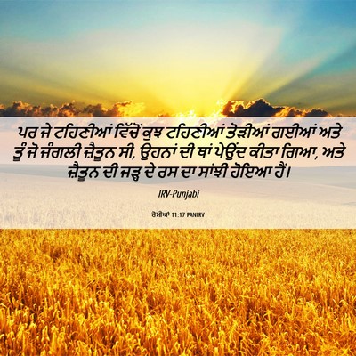 Picture 06 - ਰੋਮੀਆਂ 11:17 PANIRV - ਪਰ ਜੇ ਟਹਿਣੀਆਂ - Bible Verse Picture