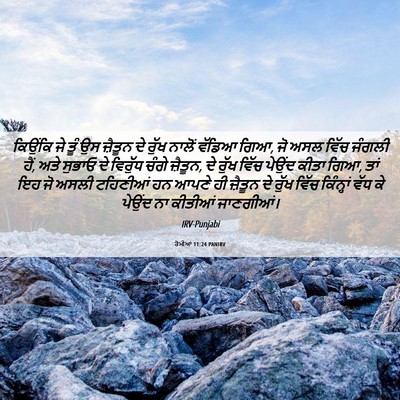 Picture 06 - ਰੋਮੀਆਂ 11:24 PANIRV - ਕਿਉਂਕਿ ਜੇ ਤੂੰ ਉਸ - Bible Verse Picture