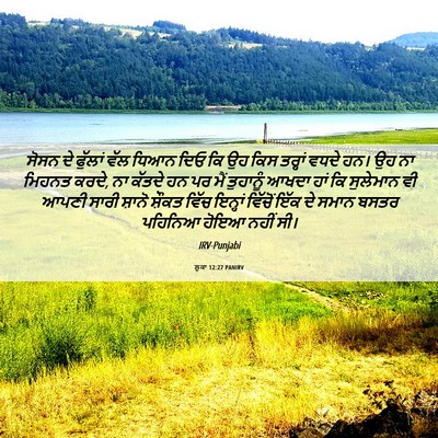 Picture 06 - ਲੂਕਾ 12:27 PANIRV - ਸੋਸਨ ਦੇ ਫੁੱਲਾਂ ਵੱਲ - Bible Verse Picture