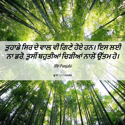 Picture 06 - ਲੂਕਾ 12:7 PANIRV - ਤੁਹਾਡੇ ਸਿਰ ਦੇ ਵਾਲ਼ - Bible Verse Picture