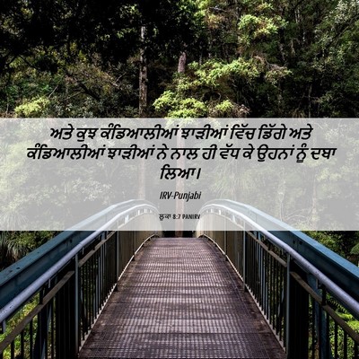 Picture 06 - ਲੂਕਾ 8:7 PANIRV - ਅਤੇ ਕੁਝ ਕੰਡਿਆਲੀਆਂ - Bible Verse Picture