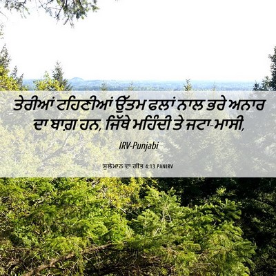 Picture 06 - ਸੁਲੇਮਾਨ ਦਾ ਗੀਤ 4:13 PANIRV - ਤੇਰੀਆਂ ਟਹਿਣੀਆਂ - Bible Verse Picture