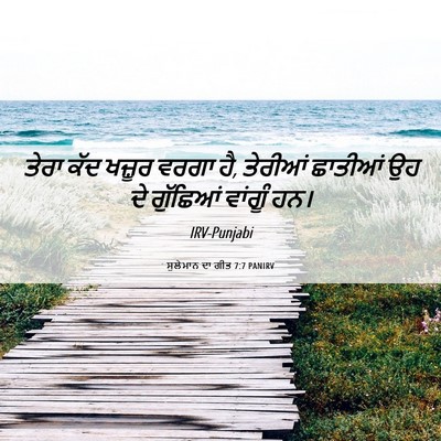 Picture 06 - ਸੁਲੇਮਾਨ ਦਾ ਗੀਤ 7:7 PANIRV - ਤੇਰਾ ਕੱਦ ਖਜ਼ੂਰ - Bible Verse Picture