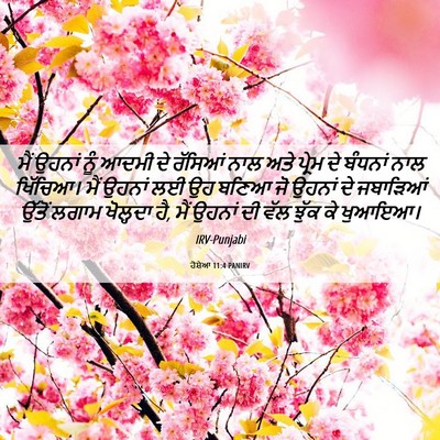 Picture 06 - ਹੋਸ਼ੇਆ 11:4 PANIRV - ਮੈਂ ਉਹਨਾਂ ਨੂੰ ਆਦਮੀ - Bible Verse Picture