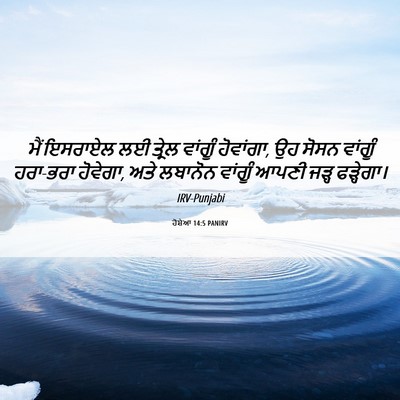 Picture 06 - ਹੋਸ਼ੇਆ 14:5 PANIRV - ਮੈਂ ਇਸਰਾਏਲ ਲਈ - Bible Verse Picture