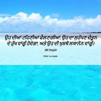 Picture 06 - ਹੋਸ਼ੇਆ 14:6 PANIRV - ਉਹ ਦੀਆਂ ਟਹਿਣੀਆਂ - Bible Verse Picture