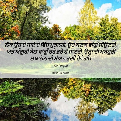 Picture 06 - ਹੋਸ਼ੇਆ 14:7 PANIRV - ਲੋਕ ਉਹ ਦੇ ਸਾਏ ਦੇ - Bible Verse Picture
