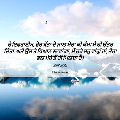 Picture 06 - ਹੋਸ਼ੇਆ 14:8 PANIRV - ਹੇ ਇਫ਼ਰਾਈਮ, ਫੇਰ - Bible Verse Picture