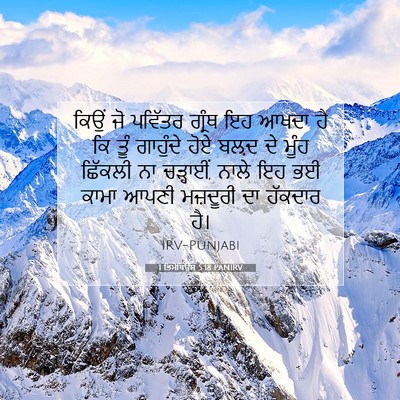 Picture 07 - 1 ਤਿਮੋਥਿਉਸ 5:18 PANIRV - ਕਿਉਂ ਜੋ ਪਵਿੱਤਰ - Bible Verse Picture
