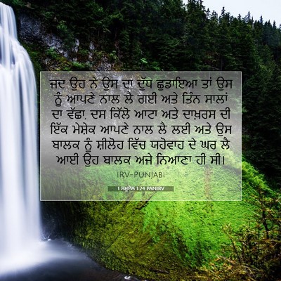 Picture 07 - 1 ਸਮੂਏਲ 1:24 PANIRV - ਜਦ ਉਹ ਨੇ ਉਸ ਦਾ ਦੁੱਧ - Bible Verse Picture