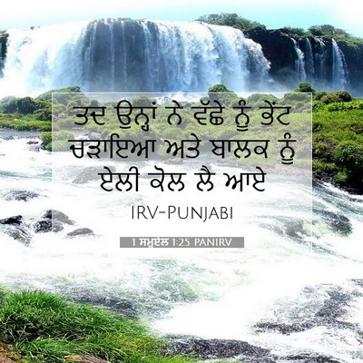 Picture 07 - 1 ਸਮੂਏਲ 1:25 PANIRV - ਤਦ ਉਨ੍ਹਾਂ ਨੇ ਵੱਛੇ - Bible Verse Picture