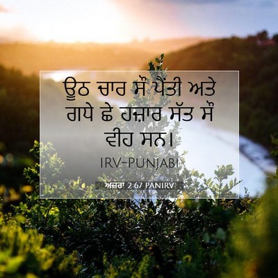 Picture 07 - ਅਜ਼ਰਾ 2:67 PANIRV - ਊਠ ਚਾਰ ਸੌ ਪੈਂਤੀ ਅਤੇ - Bible Verse Picture