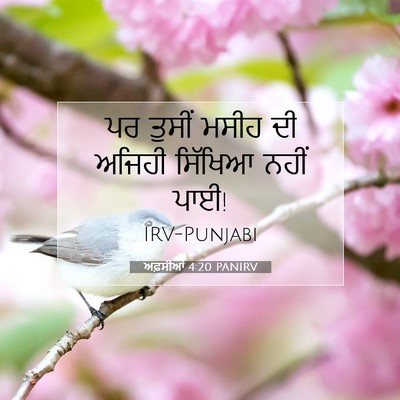 Picture 07 - ਅਫ਼ਸੀਆਂ 4:20 PANIRV - ਪਰ ਤੁਸੀਂ ਮਸੀਹ ਦੀ - Bible Verse Picture