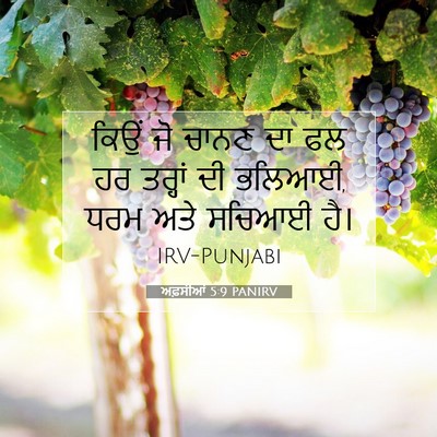 Picture 07 - ਅਫ਼ਸੀਆਂ 5:9 PANIRV - ਕਿਉਂ ਜੋ ਚਾਨਣ ਦਾ ਫਲ - Bible Verse Picture