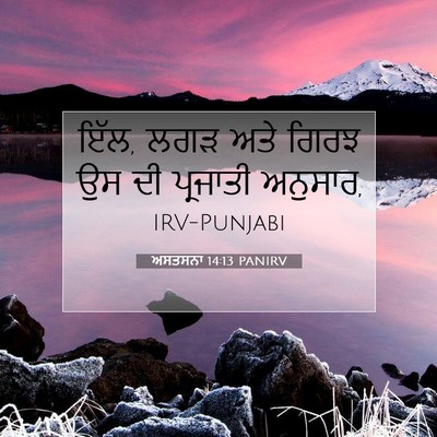 Picture 07 - ਅਸਤਸਨਾ 14:13 PANIRV - ਇੱਲ, ਲਗੜ ਅਤੇ ਗਿਰਝ - Bible Verse Picture