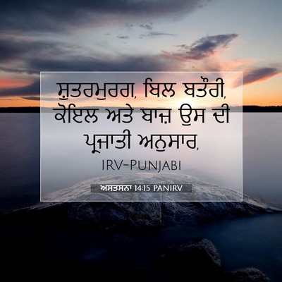 Picture 07 - ਅਸਤਸਨਾ 14:15 PANIRV - ਸ਼ੁਤਰਮੁਰਗ, ਬਿਲ - Bible Verse Picture