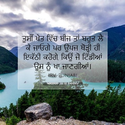 Picture 07 - ਅਸਤਸਨਾ 28:38 PANIRV - ਤੁਸੀਂ ਖੇਤ ਵਿੱਚ ਬੀਜ - Bible Verse Picture