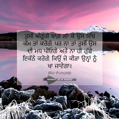 Picture 07 - ਅਸਤਸਨਾ 28:39 PANIRV - ਤੁਸੀਂ ਅੰਗੂਰੀ ਬਾਗ਼ - Bible Verse Picture