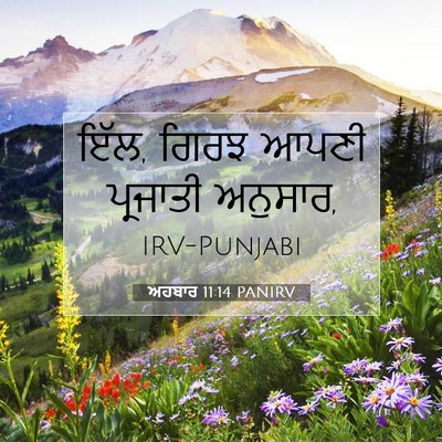 Picture 07 - ਅਹਬਾਰ 11:14 PANIRV - ਇੱਲ, ਗਿਰਝ ਆਪਣੀ - Bible Verse Picture