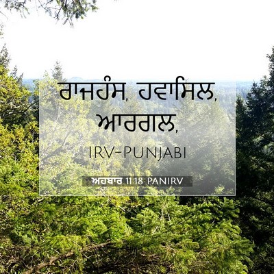 Picture 07 - ਅਹਬਾਰ 11:18 PANIRV - ਰਾਜਹੰਸ, ਹਵਾਸਿਲ, - Bible Verse Picture