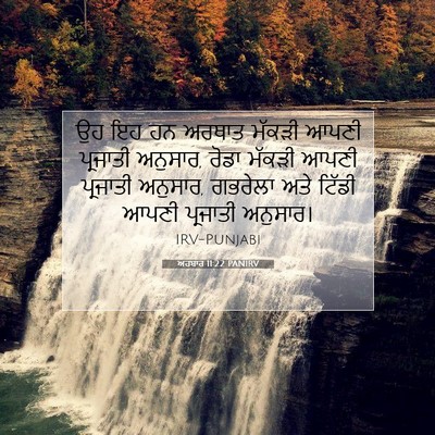 Picture 07 - ਅਹਬਾਰ 11:22 PANIRV - ਉਹ ਇਹ ਹਨ ਅਰਥਾਤ - Bible Verse Picture