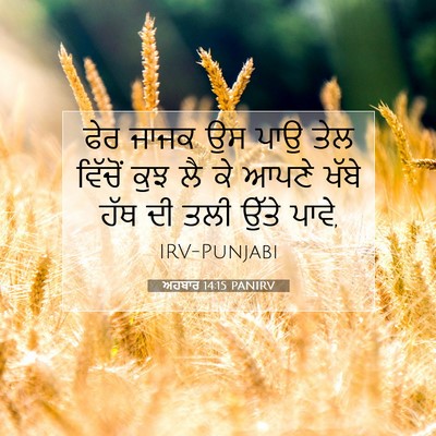 Picture 07 - ਅਹਬਾਰ 14:15 PANIRV - ਫੇਰ ਜਾਜਕ ਉਸ ਪਾਉ ਤੇਲ - Bible Verse Picture