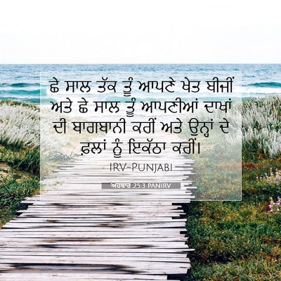 Picture 07 - ਅਹਬਾਰ 25:3 PANIRV - ਛੇ ਸਾਲ ਤੱਕ ਤੂੰ ਆਪਣੇ - Bible Verse Picture