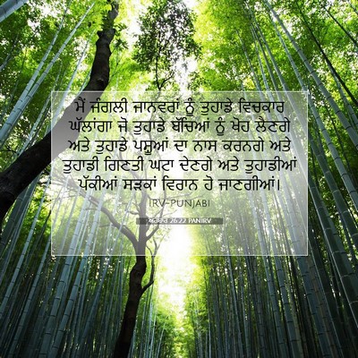 Picture 07 - ਅਹਬਾਰ 26:22 PANIRV - ਮੈਂ ਜੰਗਲੀ ਜਾਨਵਰਾਂ - Bible Verse Picture