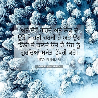 Picture 07 - ਅਹਬਾਰ 3:10 PANIRV - ਅਤੇ ਦੋਵੇਂ ਗੁਰਦੇ - Bible Verse Picture