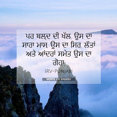 Picture 07 - ਅਹਬਾਰ 4:11 PANIRV - ਪਰ ਬਲ਼ਦ ਦੀ ਖੱਲ, ਉਸ - Bible Verse Picture