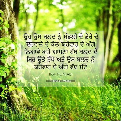 Picture 07 - ਅਹਬਾਰ 4:4 PANIRV - ਉਹ ਉਸ ਬਲ਼ਦ ਨੂੰ - Bible Verse Picture