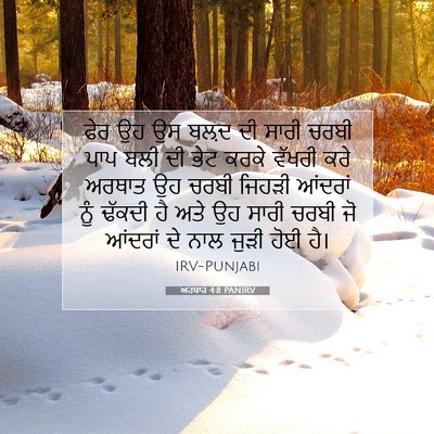 Picture 07 - ਅਹਬਾਰ 4:8 PANIRV - ਫੇਰ ਉਹ ਉਸ ਬਲ਼ਦ ਦੀ - Bible Verse Picture