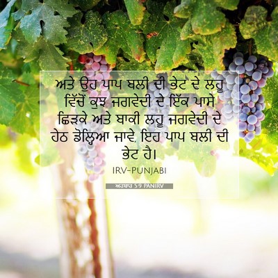 Picture 07 - ਅਹਬਾਰ 5:9 PANIRV - ਅਤੇ ਉਹ ਪਾਪ ਬਲੀ ਦੀ - Bible Verse Picture
