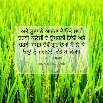 Picture 07 - ਅਹਬਾਰ 8:16 PANIRV - ਅਤੇ ਮੂਸਾ ਨੇ ਆਂਦਰਾਂ - Bible Verse Picture