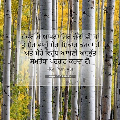 Picture 07 - ਅੱਯੂਬ 10:16 PANIRV - ਜੇਕਰ ਮੈਂ ਆਪਣਾ ਸਿਰ - Bible Verse Picture