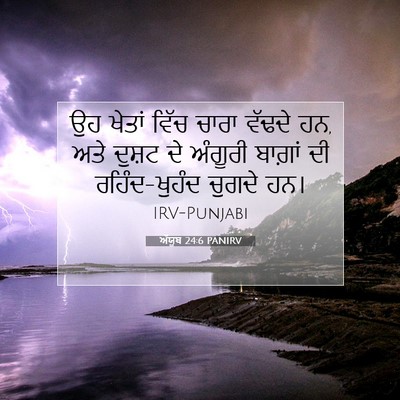 Picture 07 - ਅੱਯੂਬ 24:6 PANIRV - ਉਹ ਖੇਤਾਂ ਵਿੱਚ ਚਾਰਾ - Bible Verse Picture