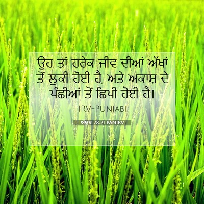 Picture 07 - ਅੱਯੂਬ 28:21 PANIRV - ਉਹ ਤਾਂ ਹਰੇਕ ਜੀਵ - Bible Verse Picture