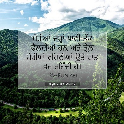 Picture 07 - ਅੱਯੂਬ 29:19 PANIRV - ਮੇਰੀਆਂ ਜੜ੍ਹਾਂ - Bible Verse Picture
