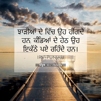 Picture 07 - ਅੱਯੂਬ 30:7 PANIRV - ਝਾੜੀਆਂ ਦੇ ਵਿੱਚ ਉਹ - Bible Verse Picture