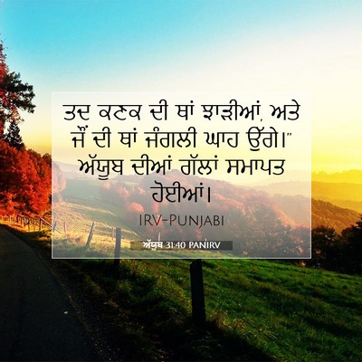 Picture 07 - ਅੱਯੂਬ 31:40 PANIRV - ਤਦ ਕਣਕ ਦੀ ਥਾਂ - Bible Verse Picture