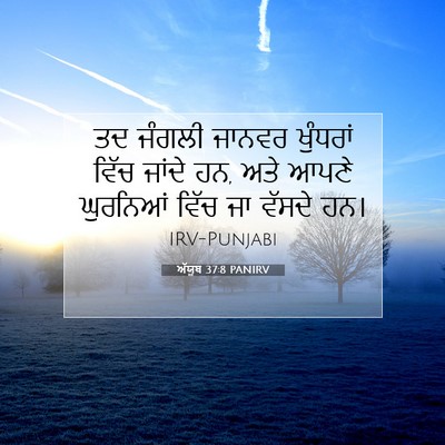 Picture 07 - ਅੱਯੂਬ 37:8 PANIRV - ਤਦ ਜੰਗਲੀ ਜਾਨਵਰ - Bible Verse Picture