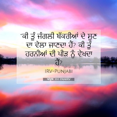 Picture 07 - ਅੱਯੂਬ 39:1 PANIRV - “ਕੀ ਤੂੰ ਜੰਗਲੀ - Bible Verse Picture