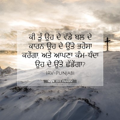 Picture 07 - ਅੱਯੂਬ 39:11 PANIRV - ਕੀ ਤੂੰ ਉਹ ਦੇ ਵੱਡੇ - Bible Verse Picture
