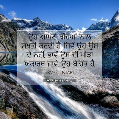 Picture 07 - ਅੱਯੂਬ 39:16 PANIRV - ਉਹ ਆਪਣੇ ਬੱਚਿਆਂ ਨਾਲ - Bible Verse Picture