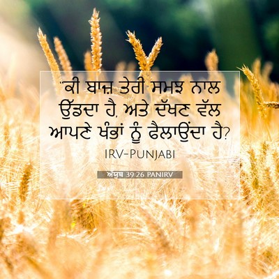 Picture 07 - ਅੱਯੂਬ 39:26 PANIRV - “ਕੀ ਬਾਜ਼ ਤੇਰੀ ਸਮਝ - Bible Verse Picture