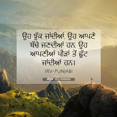 Picture 07 - ਅੱਯੂਬ 39:3 PANIRV - ਉਹ ਝੁੱਕ ਜਾਂਦੀਆਂ, ਉਹ - Bible Verse Picture