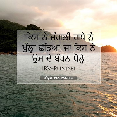 Picture 07 - ਅੱਯੂਬ 39:5 PANIRV - “ਕਿਸ ਨੇ ਜੰਗਲੀ ਗਧੇ - Bible Verse Picture