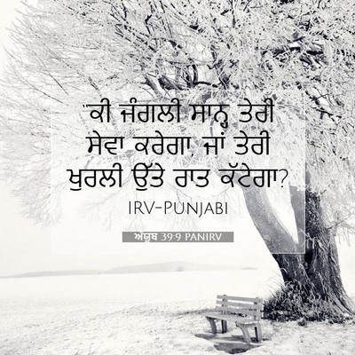 Picture 07 - ਅੱਯੂਬ 39:9 PANIRV - “ਕੀ ਜੰਗਲੀ ਸਾਨ੍ਹ - Bible Verse Picture