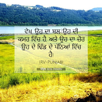 Picture 07 - ਅੱਯੂਬ 40:16 PANIRV - ਵੇਖ, ਉਹ ਦਾ ਬਲ ਉਹ ਦੀ - Bible Verse Picture